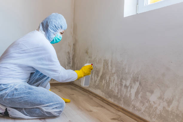 Licensed Commercial Mold Remediation service in Princeton Junction, NJ - WQB Mold Removal